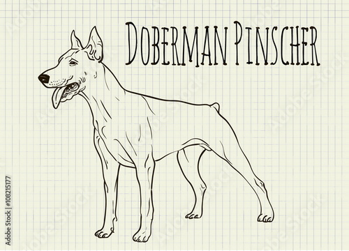 drawing on notebook sheet Doberman
