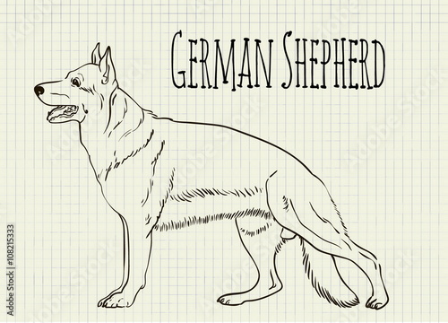 drawing on notebook sheet German Shepherd