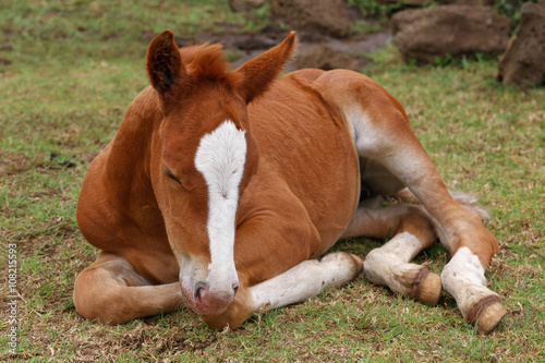 Fototapeta Naklejka Na Ścianę i Meble -  Chili 020