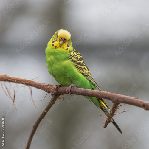 Beautiful small green parrots at display in open resort, Germany
