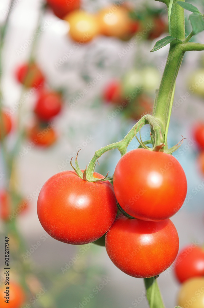 Red tomatoes growing on the branches