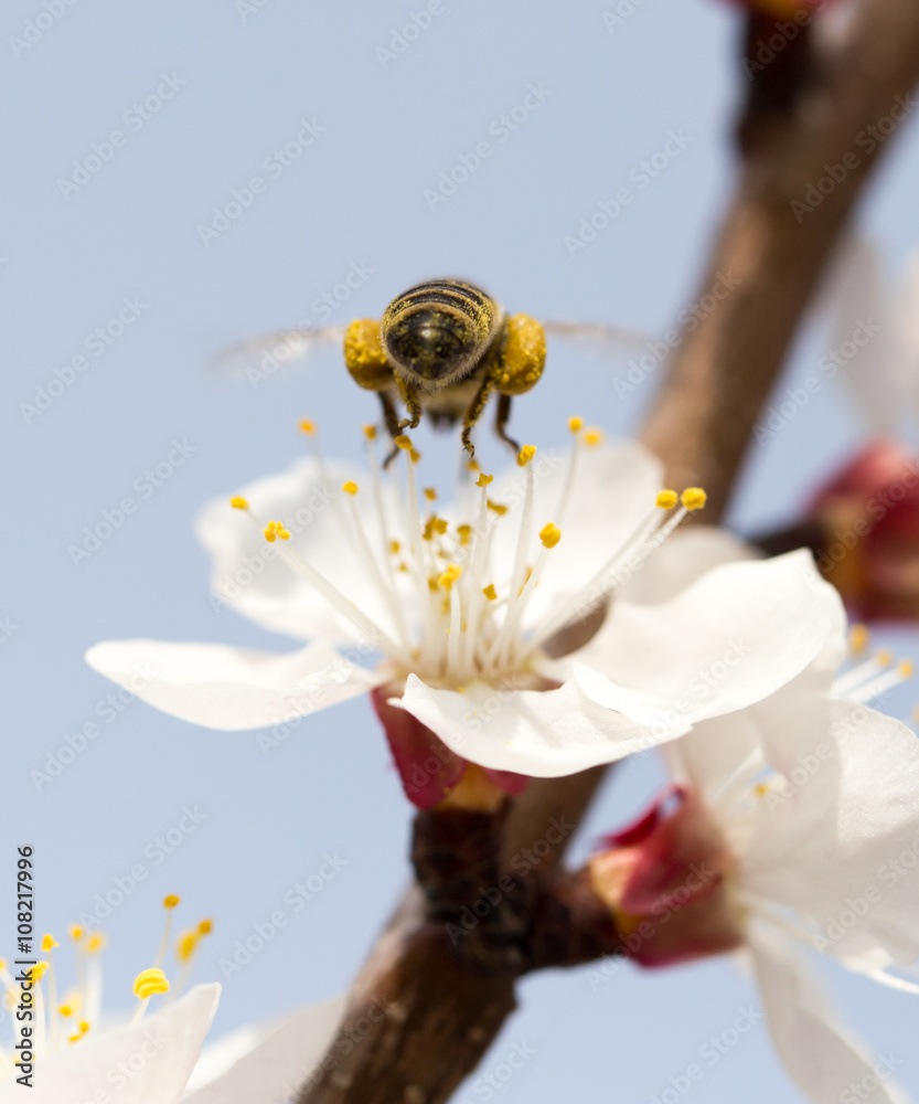 bee on a flower in the nature. macro - obrazy, fototapety, plakaty 