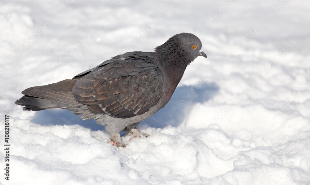 Obraz premium dove in the snow on the nature