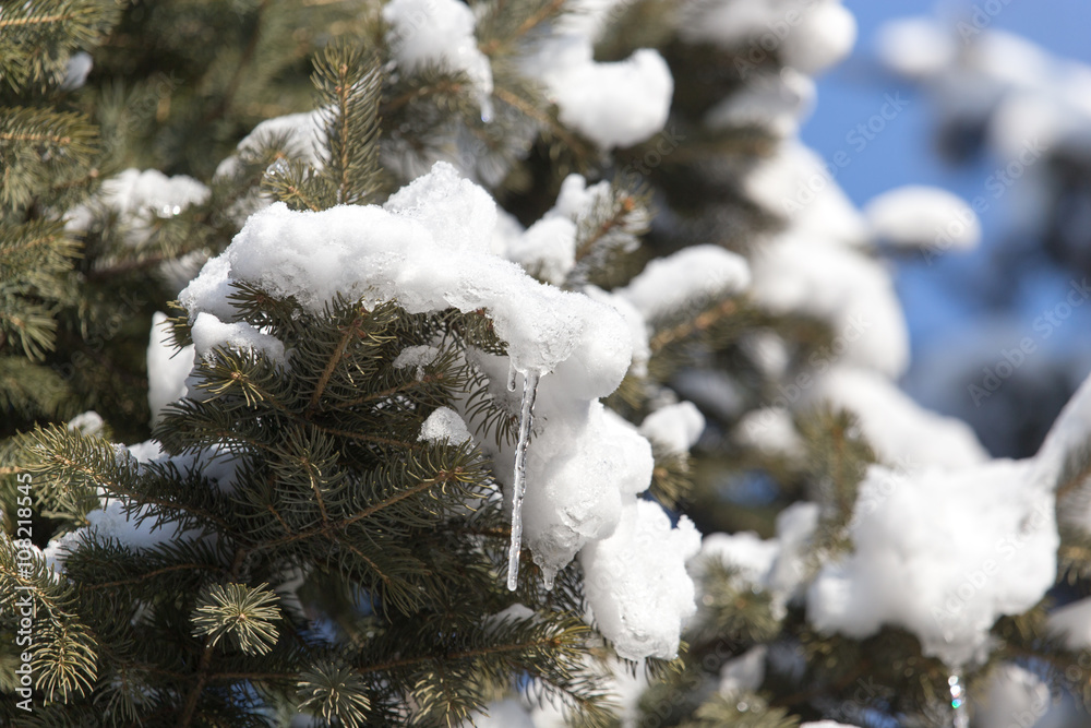 snow on the branches of spruce winter snow on the branches of spruce winter
