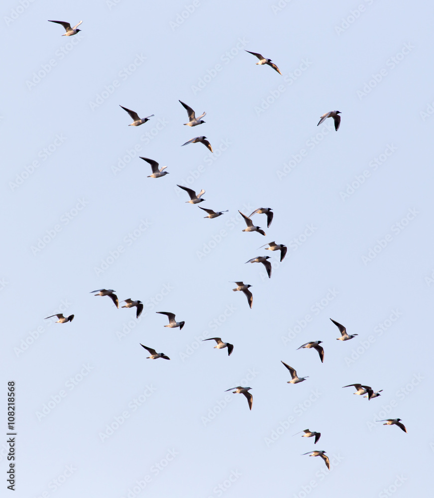 a flock of seagulls in the sky at sunset