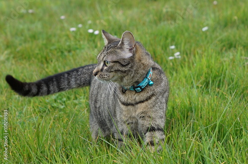 Konstfotografi Chat scrutant l'horizon