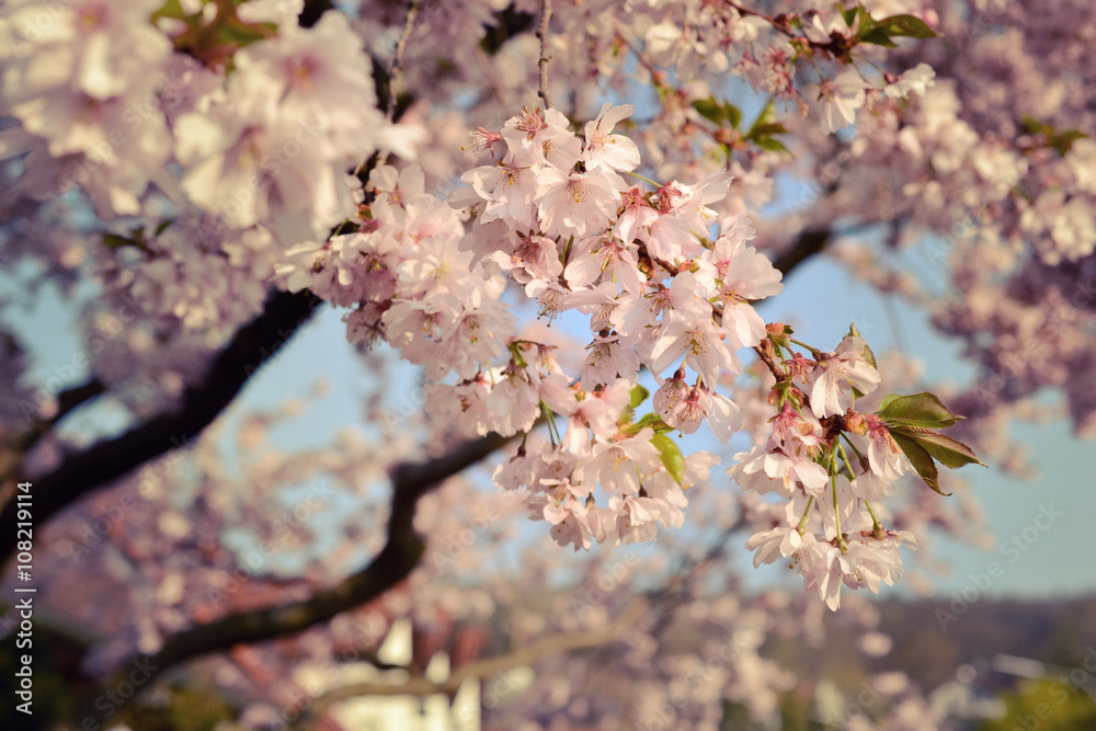 Fototapeta premium Kirschblüte Vintage