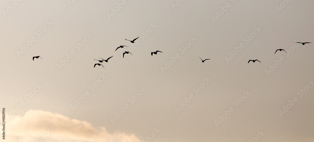 Fototapeta premium a flock of seagulls in the sky at sunset
