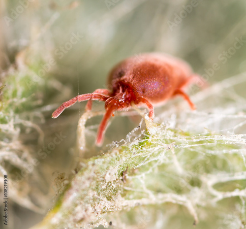 Red tick in nature. macro