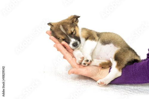 little puppy sleeping in the hands of