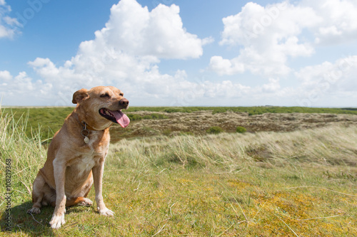 Dog on Dutch island Terschelling