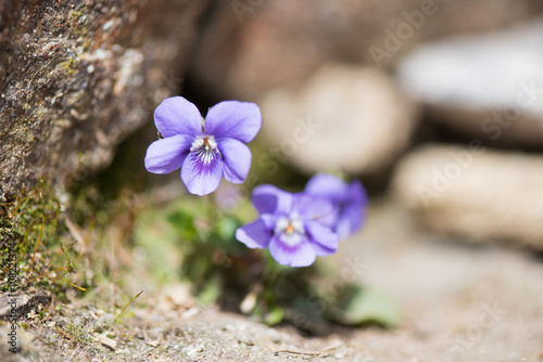 Wood violet plant photo