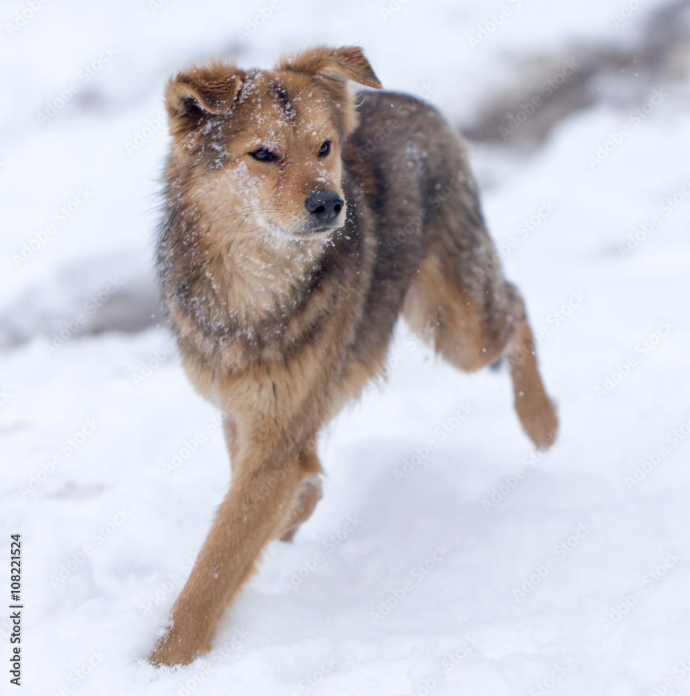 dog running outdoors in winter