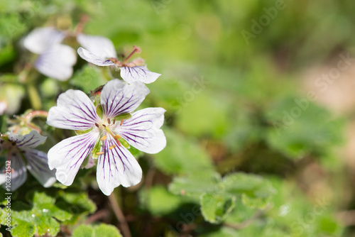Fototapeta Naklejka Na Ścianę i Meble -  Geranium renardii white and blue
