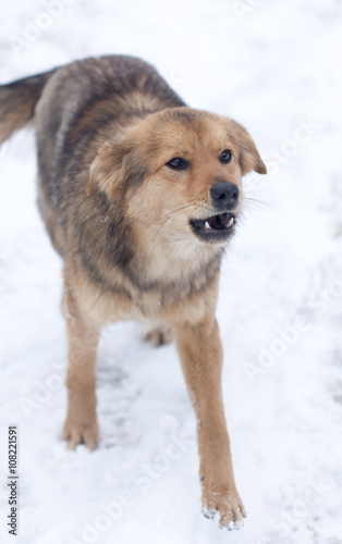 dog barking outdoors in winter © schankz