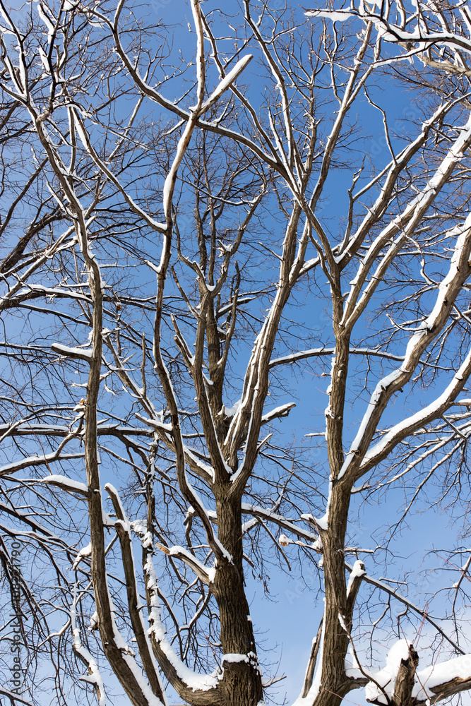 Snow on the tree against the blue sky Snow on the tree against the blue sky