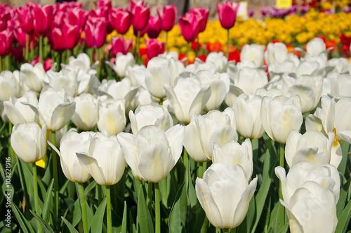 Meadow colored tulips