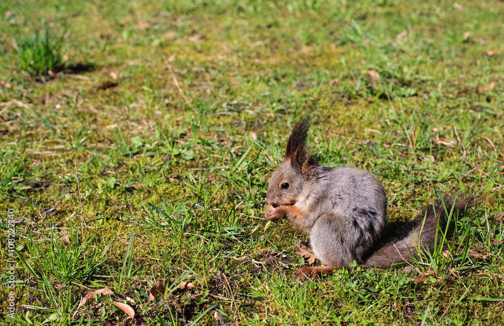 Obraz premium squirrel sitting and eating in the park