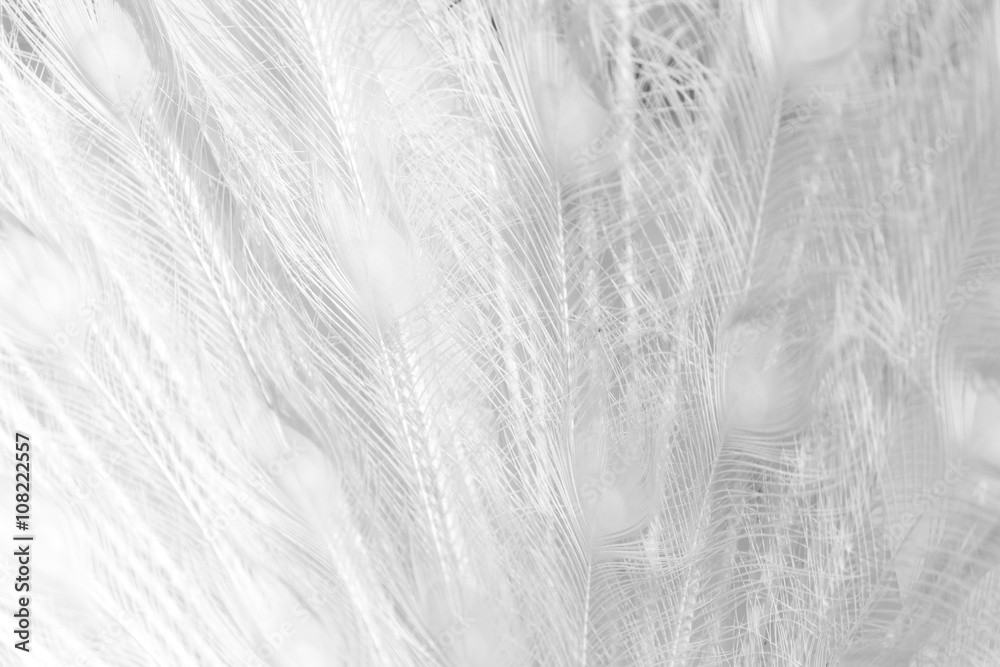Naklejka premium white peacock feathers as a background