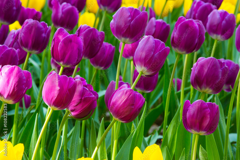 Obraz premium beautiful flowers,purple flowers,purple tulips