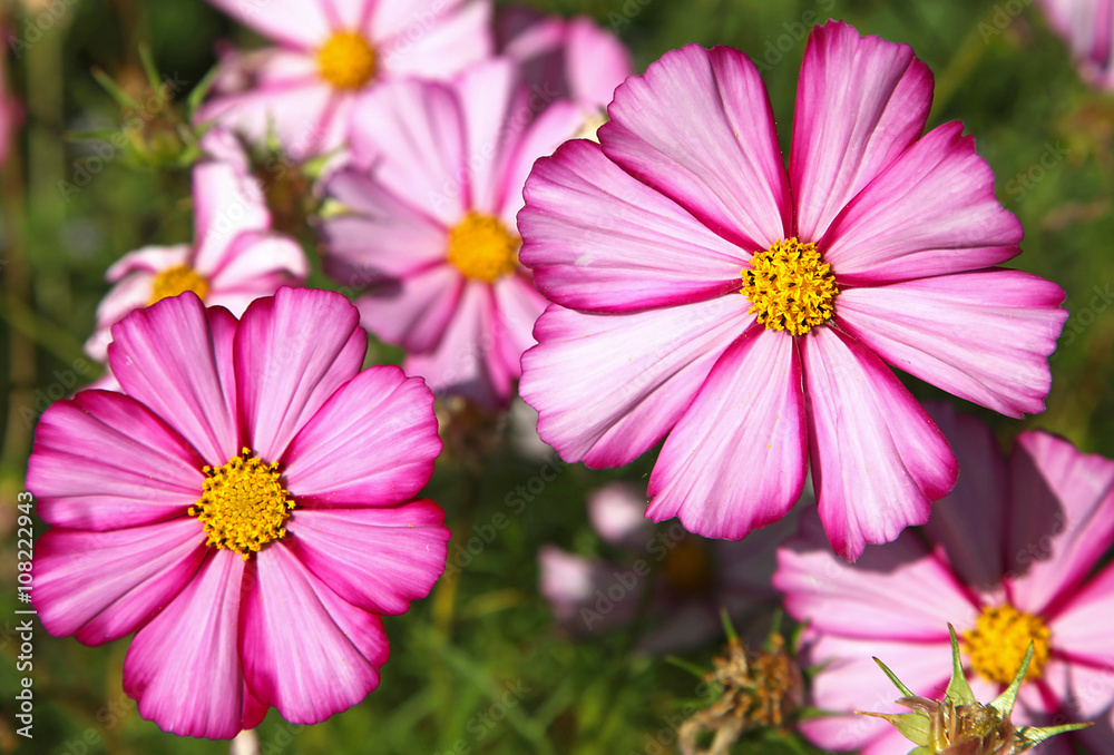 Cosmos fuchsia et blanc Cosmos fuchsia et blanc