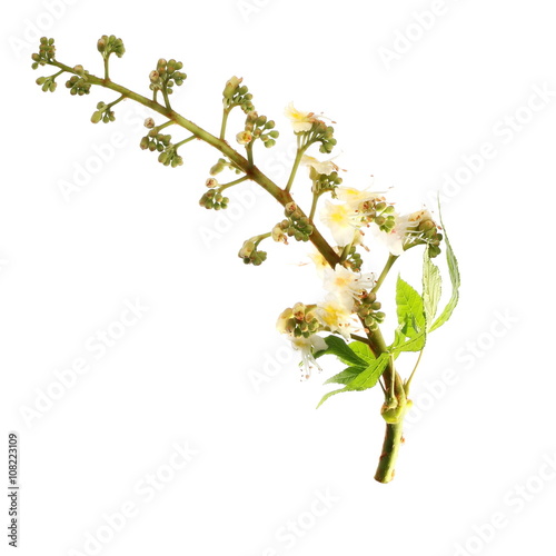 Horse-chestnut (Aesculus hippocastanum, Conker tree) flowers and leaf on white background