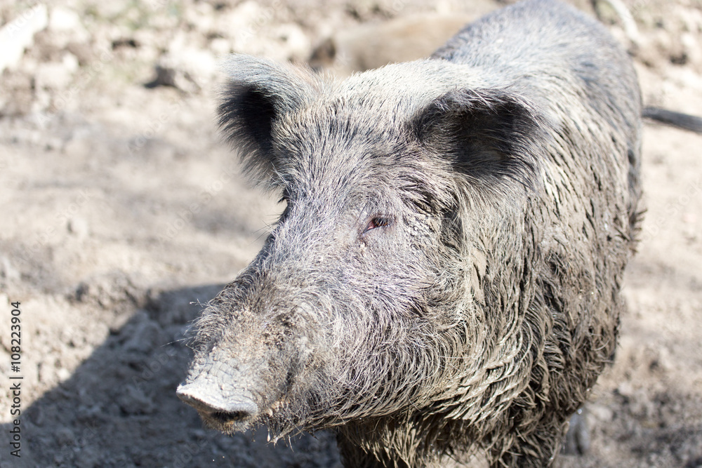 wild boar in the mud in the zoo wild boar in the mud in the zoo