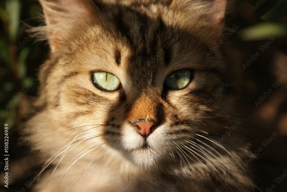 Cat portrait. Tabby cat face. Cute kitty. Pussycat.