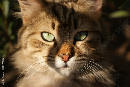 Cat portrait. Tabby cat face. Cute kitty. Pussycat.