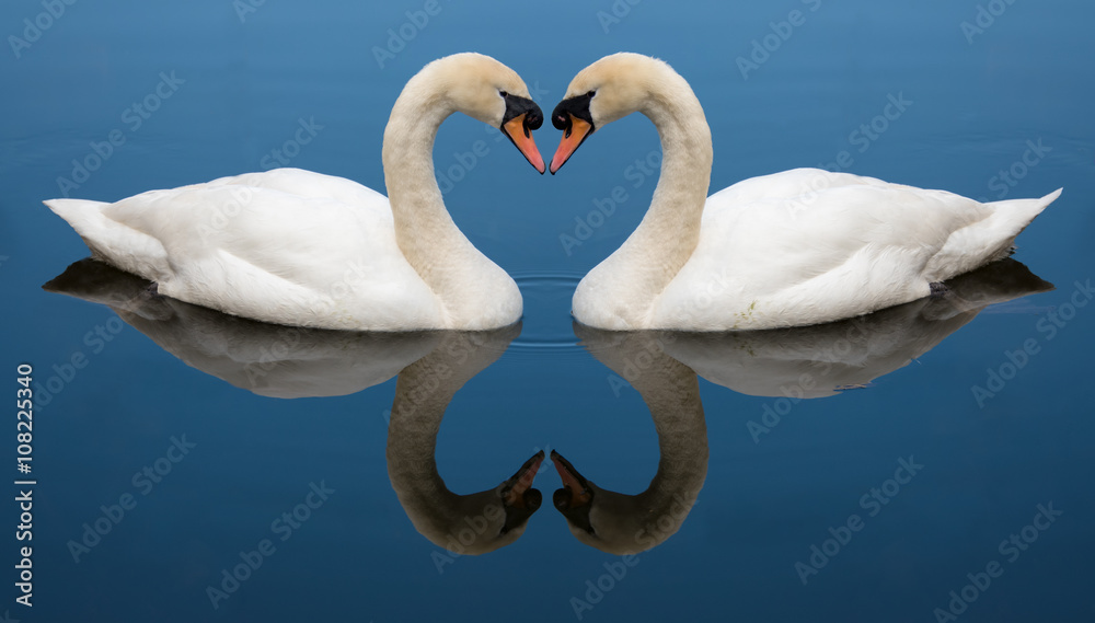 Obraz premium Swan Love heart