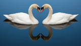Swan Love heart
