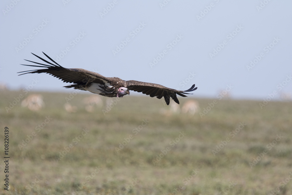 Lappet face vulture overflying Serengeti plains in Tanzania Lappet face vulture overflying Serengeti plains in Tanzania