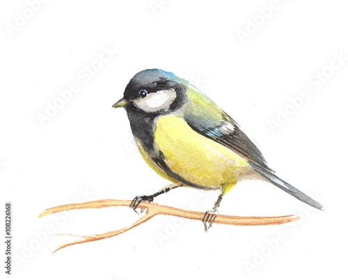 Cute small bird. Watercolor titmouse. isolated on white background 1 © Gribanessa