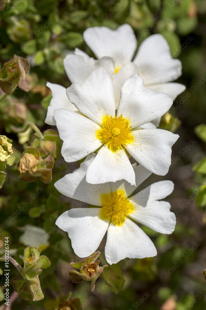 Fototapeta premium Bitki