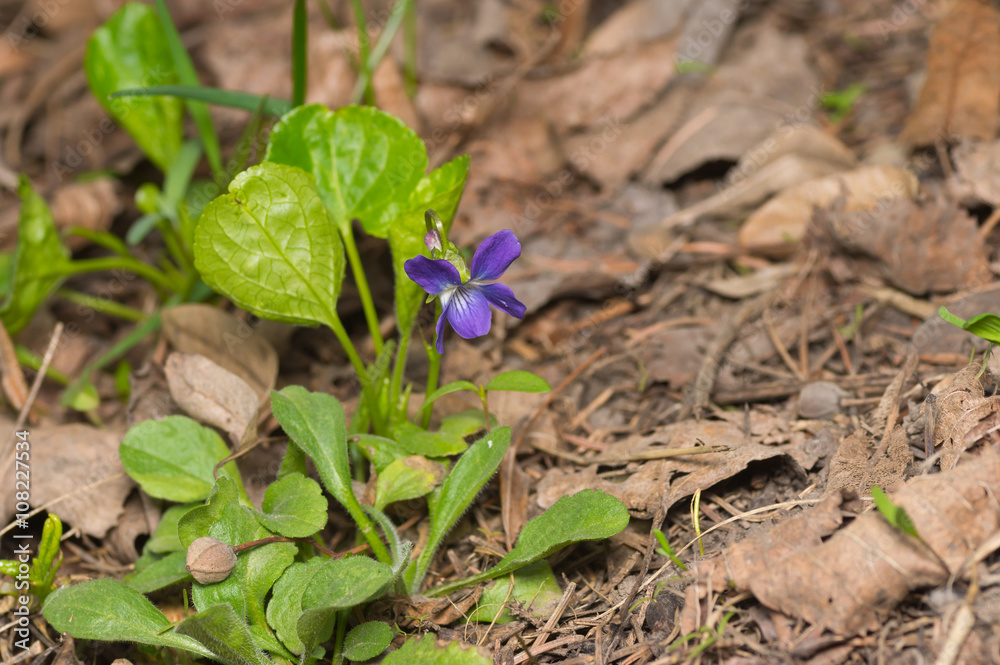 Wild viola flower among dry leaves in spring forest Wild viola flower among dry leaves in spring forest