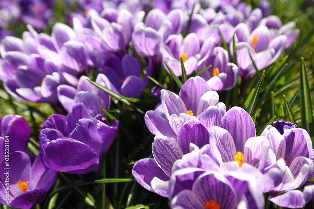 Krokus Krokus