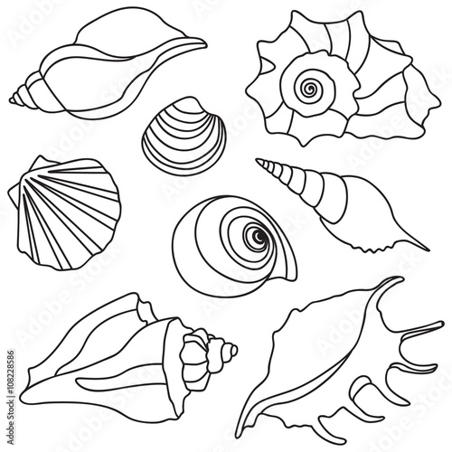 Vector sea shells. Summer holidays design elements.