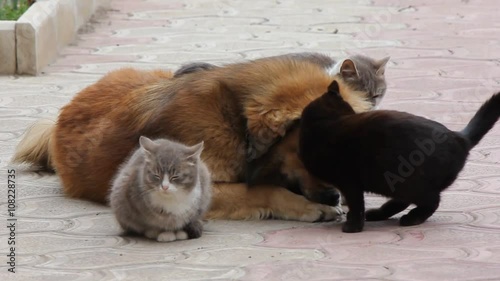 Friendship between the three kittens and a dog
