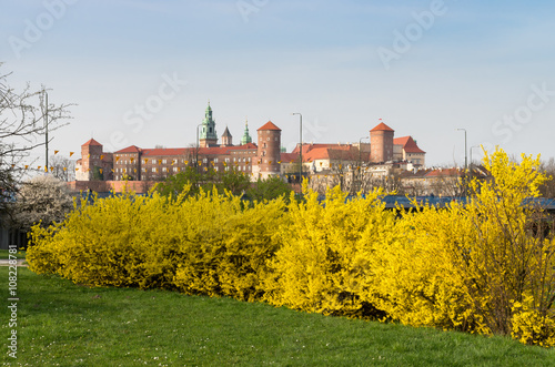 Blooming forsythia hedge and Wawel castle, Krakow, Poland