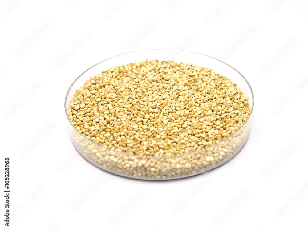 Quinoa Samen (Chenopodium quinoa) in Petrischale
Quinoa Samen (Chenopodium quinoa) in Petrischale