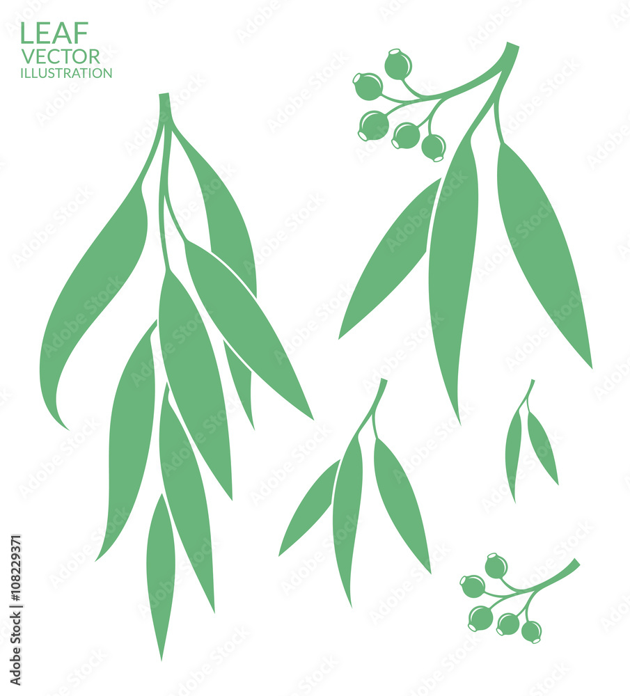 Eucalyptus. Isolated leaves on white background Eucalyptus. Isolated leaves on white background