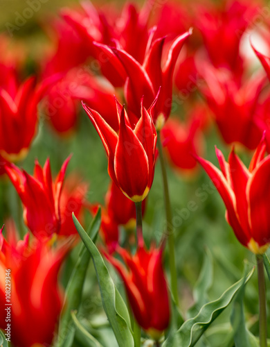 Tulipanes Real Jardin Botanico