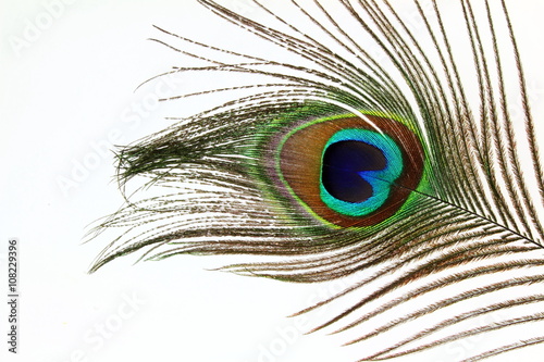 Beautiful peacock feathers on white background