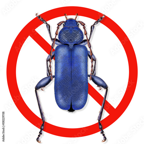 Bug callidium violaceum