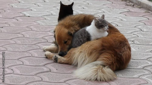 Friendship between the three kittens and a dog