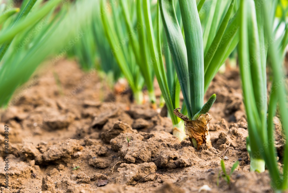 Close up of spring onion sprouts in vegetable garden in early spring Close up of spring onion sprouts in vegetable garden in early spring