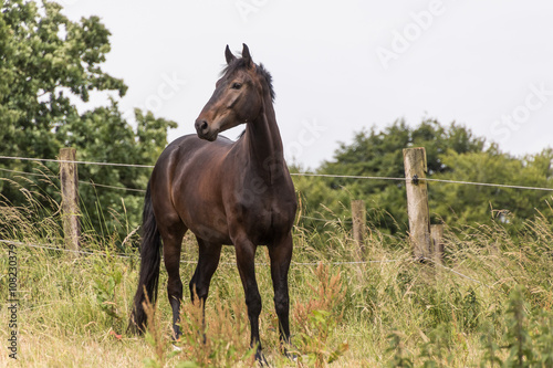 dunkelbraunes Pferd steht aufmerksam prüfend auf der Wiese © mavcon