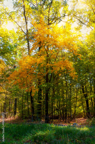 Beautiful autumn forest.