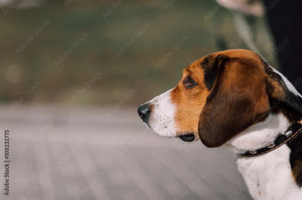 Estonian Hound dog outdoor close up portrait at cloudy day