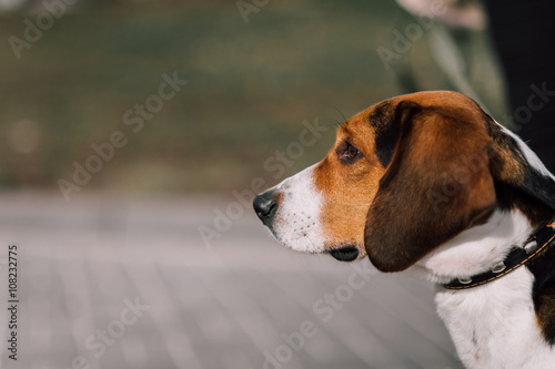 Estonian Hound dog outdoor close up portrait at cloudy day